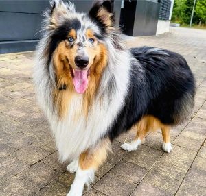 adiestramiento de perros vitoria