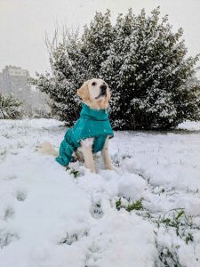zaindog adiestramiento de perros